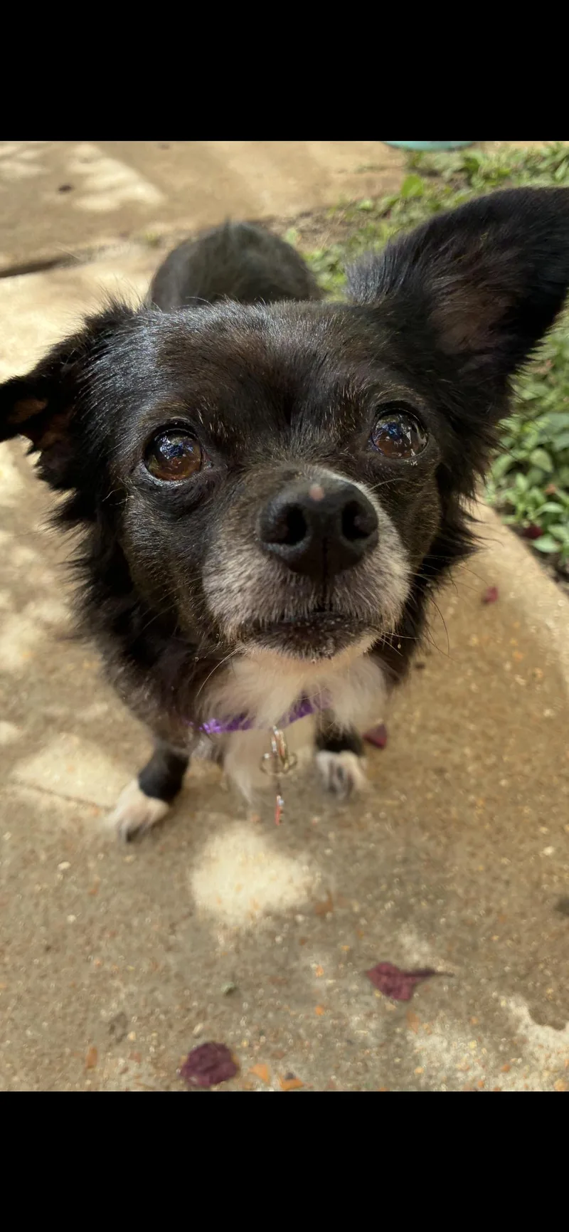 An adult small-sized female Black Pomeranian dog named Sassafrass for adoption in Saint Louis, MO