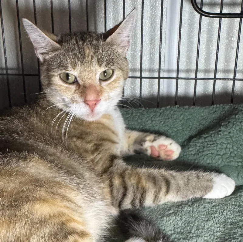 A young medium-sized female Domestic Short Hair cat named Sara Bee for adoption in Saginaw, MI