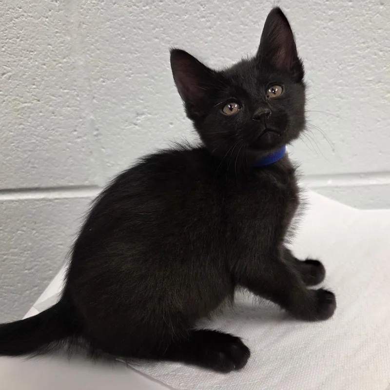 A baby small-sized female Black Domestic Short Hair cat named Jacaerys for adoption in Chattanooga, TN