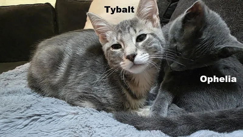 A young medium-sized male Domestic Short Hair cat named Tybalt for adoption in Rockville, MD