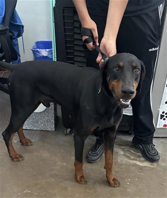 An adult large-sized male Mixed Breed dog named Duke for adoption in Dallas, TX