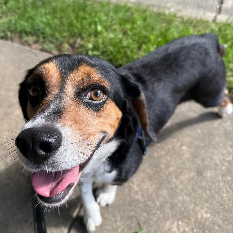 A senior small-sized male Yellow / Tan / Blond / Fawn Beagle dog named Orville for adoption in Fairfax Station, VA