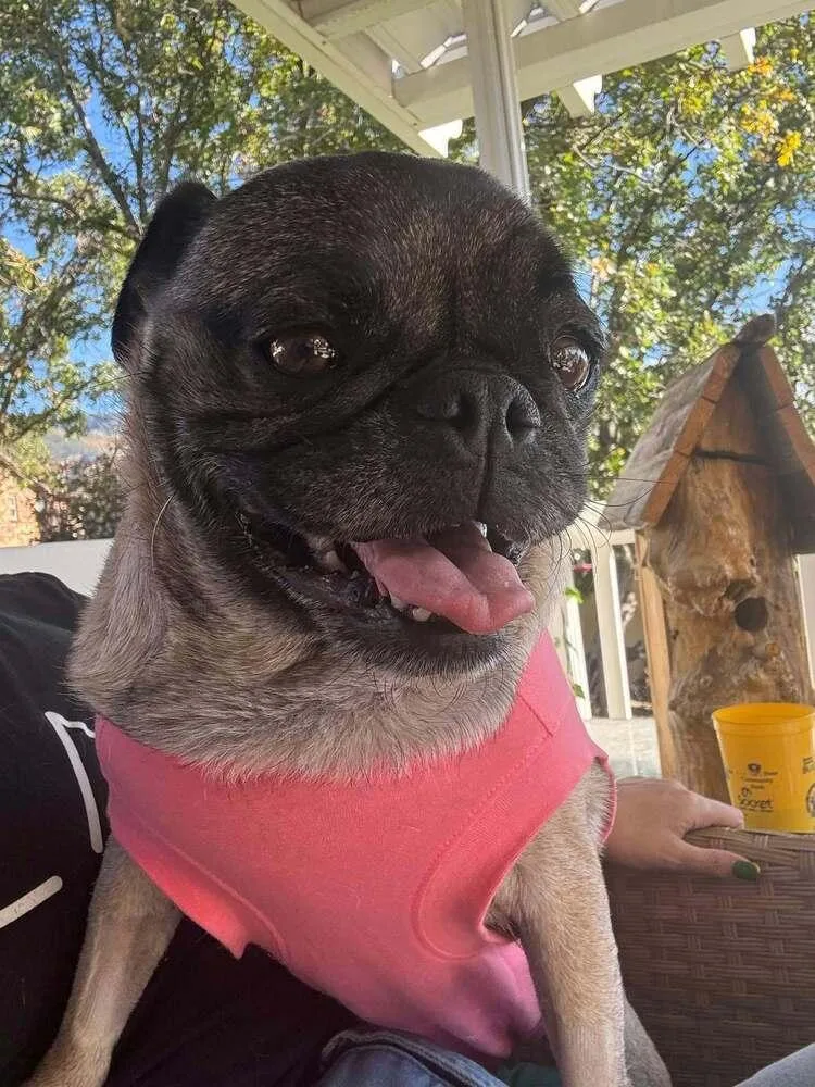 A young small-sized female Pug dog named Ada for adoption in Eagle, ID