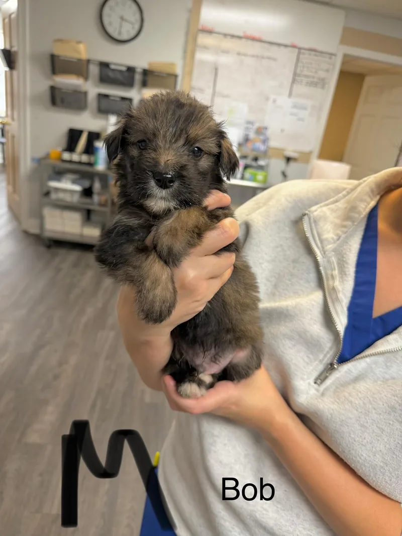 A baby medium-sized male Retriever dog named B litter Bob for adoption in Semmes, AL