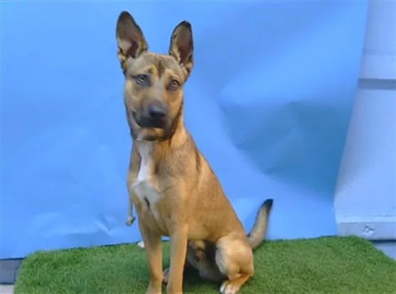A young small-sized male Belgian Shepherd / Malinois dog named Kibbo for adoption in Gardena, CA