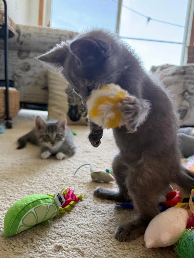 A baby small-sized female Domestic Short Hair cat named Carters  Lil Griddy for adoption in Minneapolis, MN
