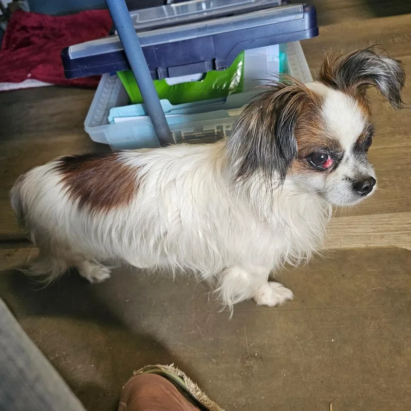 An adult small-sized male White / Cream Mixed Breed dog named Domino for adoption in mount vernon, AR