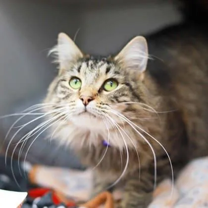 Tinkerbell thumbnail 2