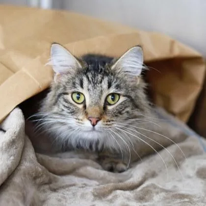 Tinkerbell thumbnail 3