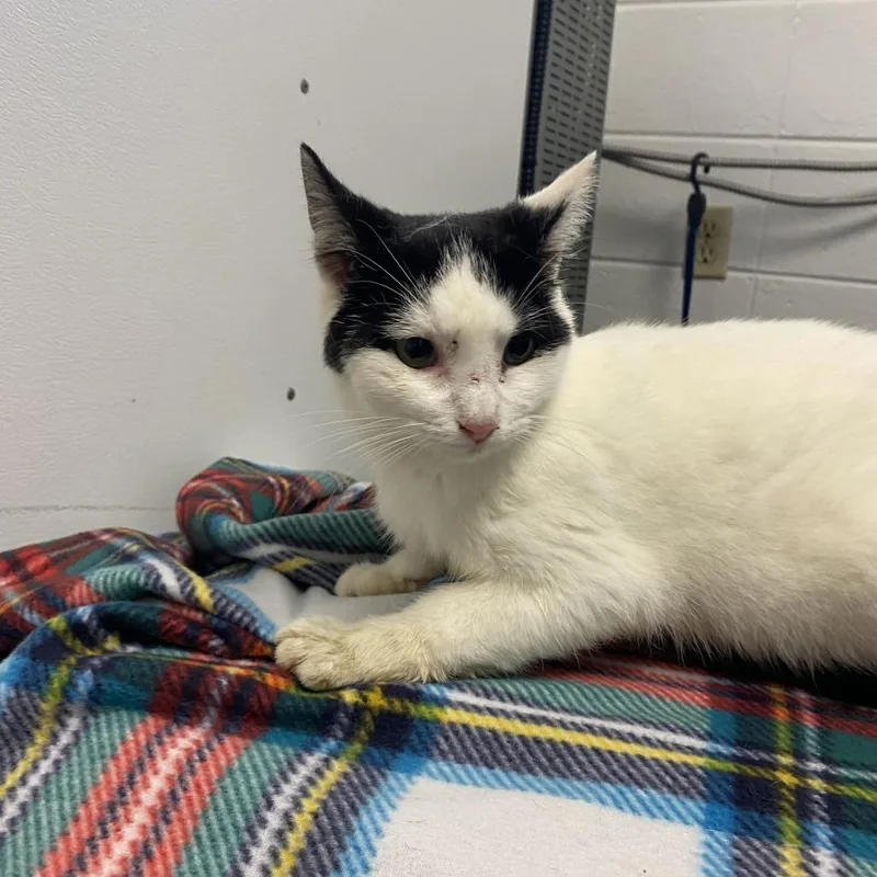 An adult small-sized male White Domestic Short Hair cat named Kit for adoption in Spruce Pine, NC