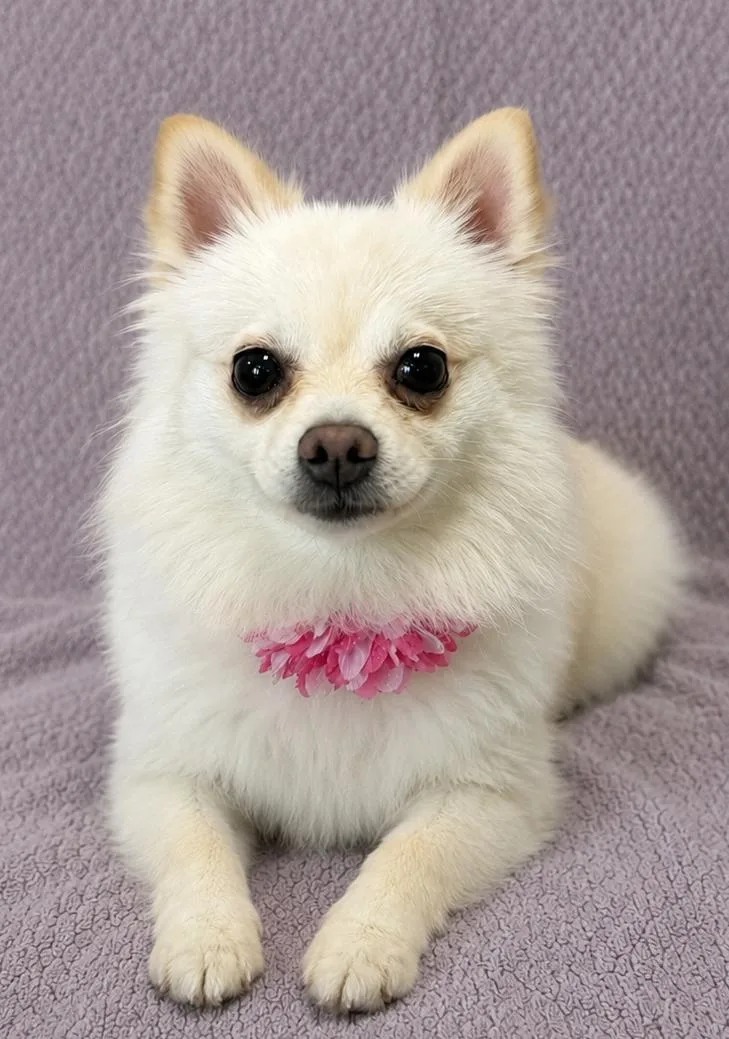 A young small-sized female Apricot / Beige Pomeranian dog named Ponyo for adoption in Lodi, CA