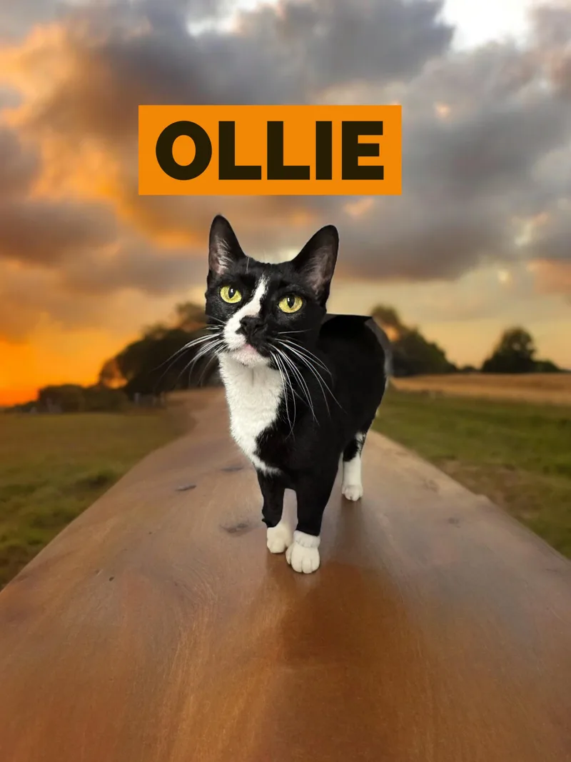 Ollie thumbnail 2