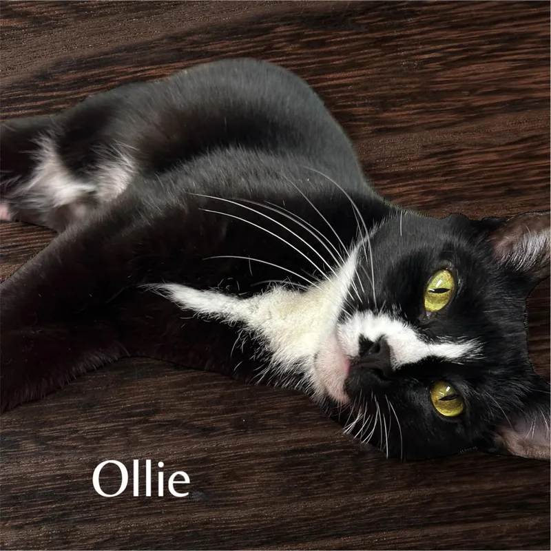 Ollie