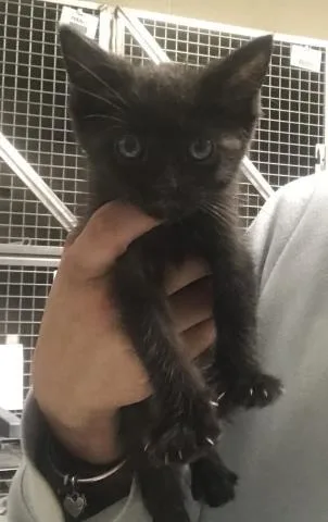 A baby small-sized female Domestic Short Hair cat named Sadie for adoption in Conroe, TX