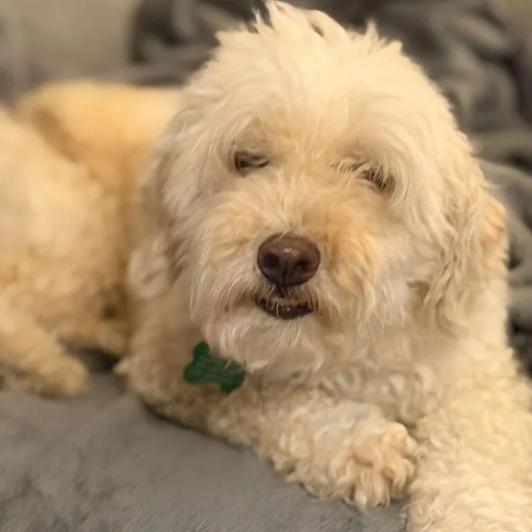 An adult small-sized male White / Cream Poodle dog named Dax for adoption in Carencro, LA