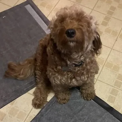 A young medium-sized female English Cocker Spaniel dog named Hazel Mama for adoption in Elk Grove Village, IL