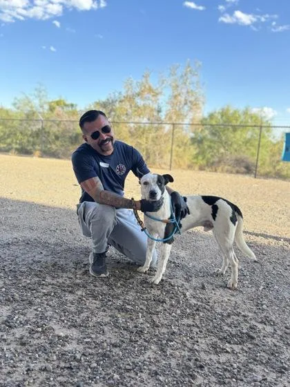 An adult medium-sized male Mixed Breed dog named Torrone for adoption in El Paso, TX