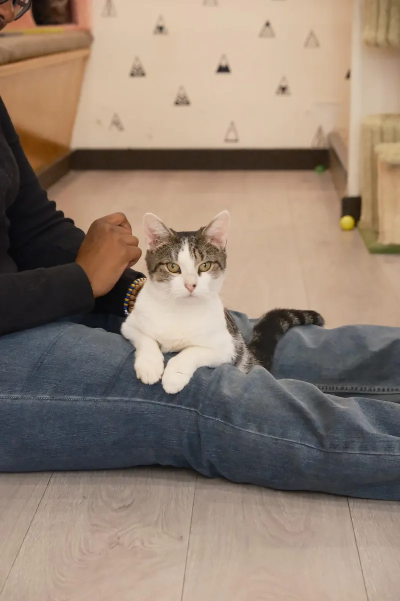 An adult medium-sized female Domestic Short Hair cat named Sindy for adoption in South Ozone Park, NY
