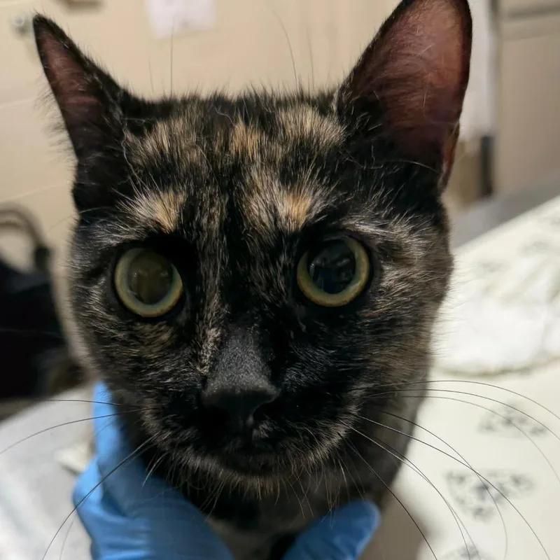 A baby medium-sized female Calico Domestic Short Hair cat named Catfetti for adoption in Milton, FL