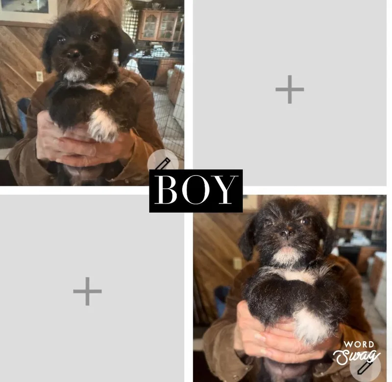 A baby small-sized male Black Shih Tzu dog named Shih Zu Chiweenie Boy for adoption in canyon lake, TX