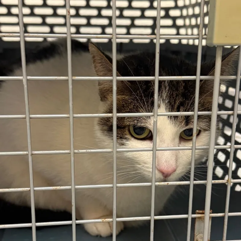 An adult large-sized female Domestic Short Hair cat named Kiwi for adoption in Charlottesville, VA