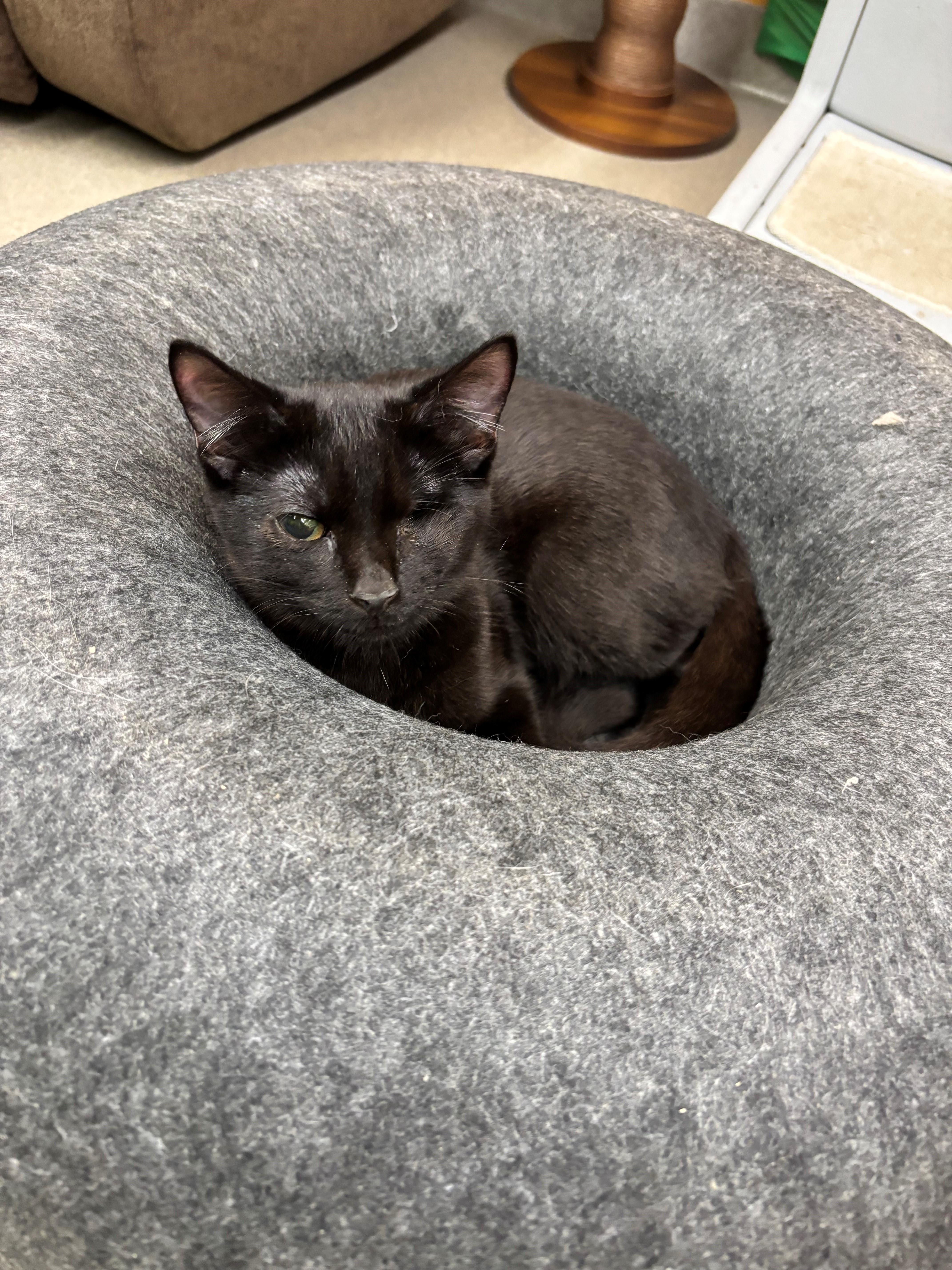 A baby medium-sized male Black Domestic Short Hair cat named Drew for adoption in Edison, NJ