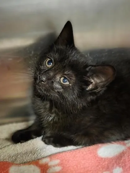 A baby small-sized female Domestic Short Hair cat named Becky for adoption in Westland, MI