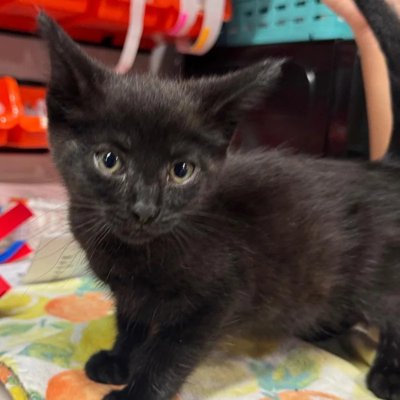 A baby small-sized female Black Domestic Short Hair cat named Boo for adoption in Tampa, FL