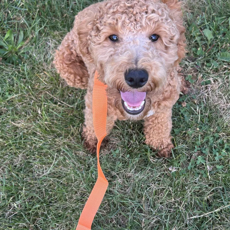 A baby small-sized male Red / Chestnut / Orange Goldendoodle dog named Rocky for adoption in Antwerp, OH