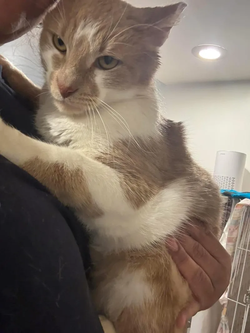 An adult medium-sized male Orange & White Domestic Short Hair cat named Naranja for adoption in Mokena, IL