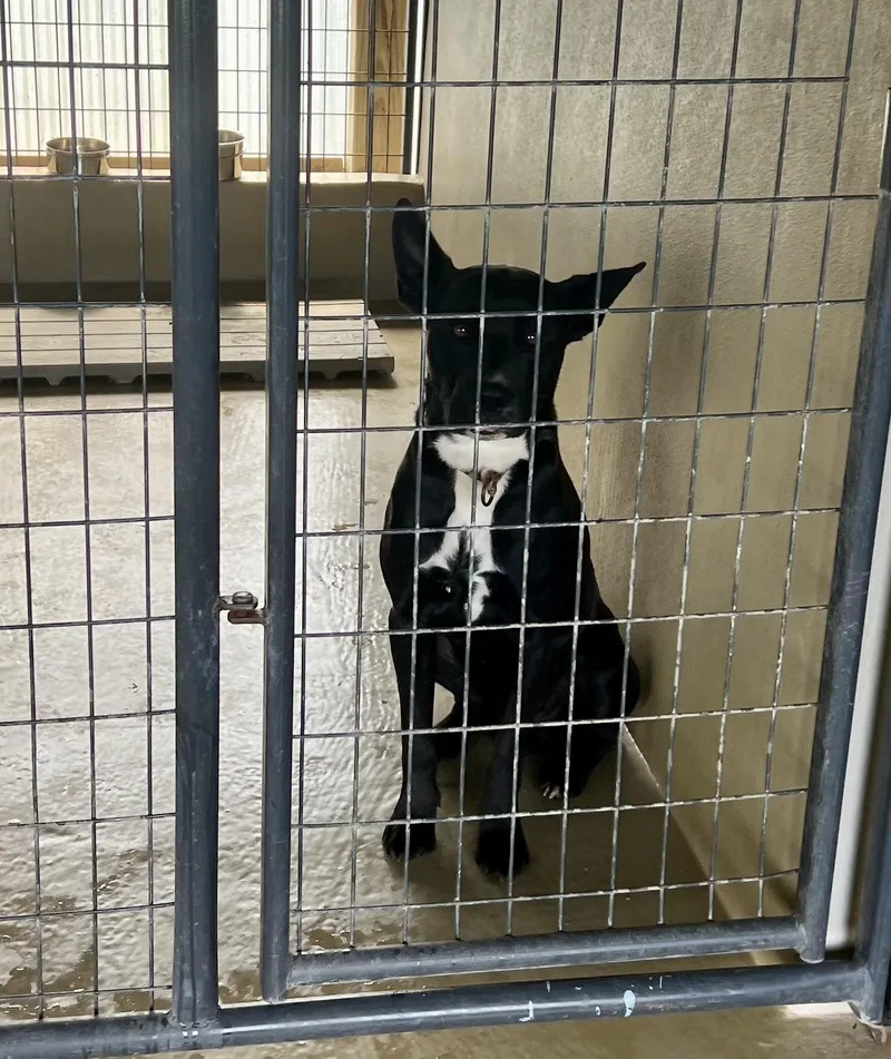 An adult medium-sized male Black Labrador Retriever dog named Gunther for adoption in Sparta, NC
