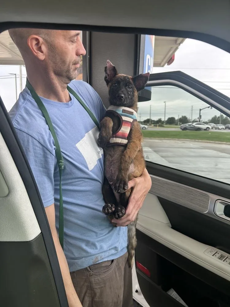 A baby small-sized male Apricot / Beige Belgian Shepherd / Malinois dog named Bojangles located in Kansas for adoption in Imlay City, MI