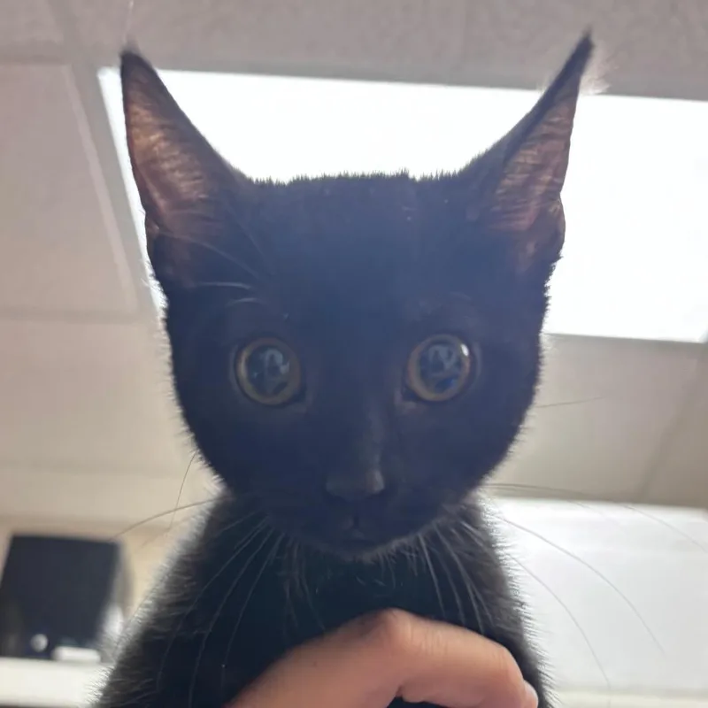 A baby small-sized female Black Domestic Short Hair cat named Cheep for adoption in Santa Barbara, CA