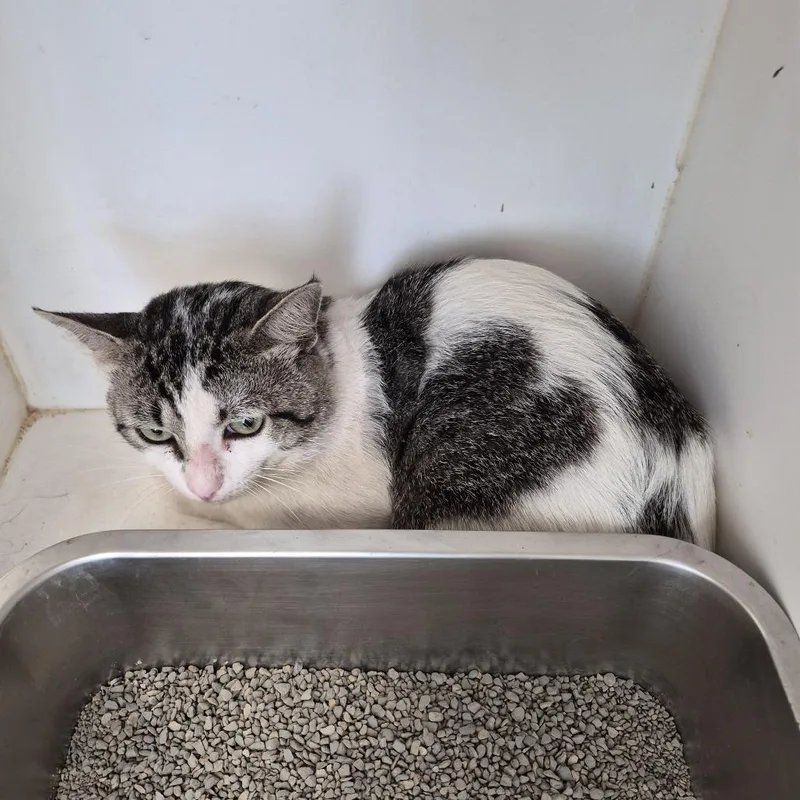 An adult small-sized male White Domestic Short Hair cat named Asher for adoption in Portland, TX