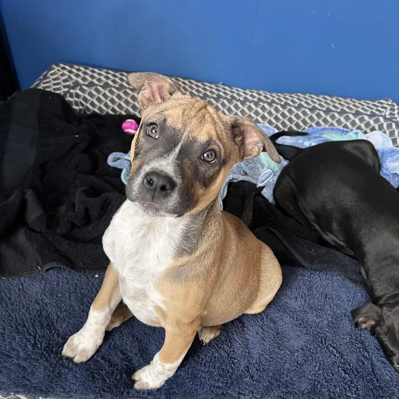 Nacho Cheese thumbnail 2