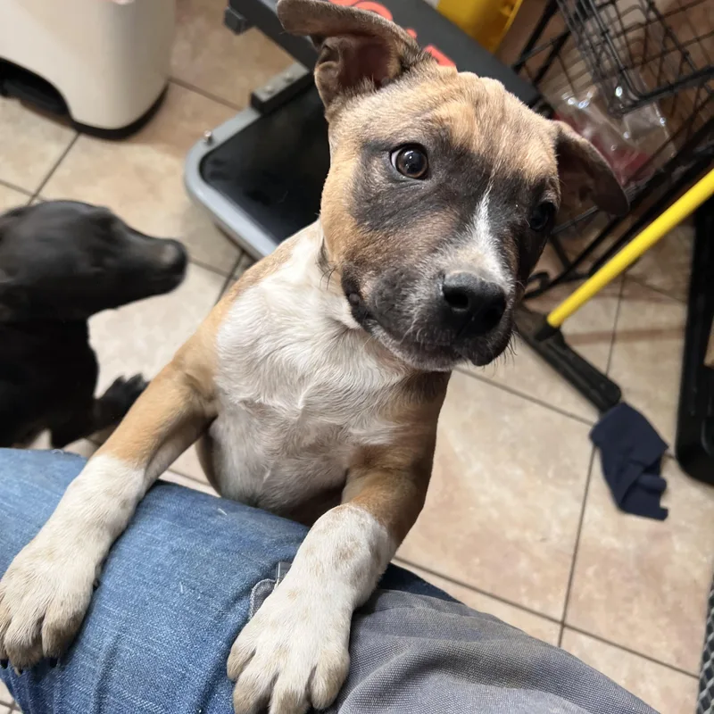 Nacho Cheese thumbnail 3