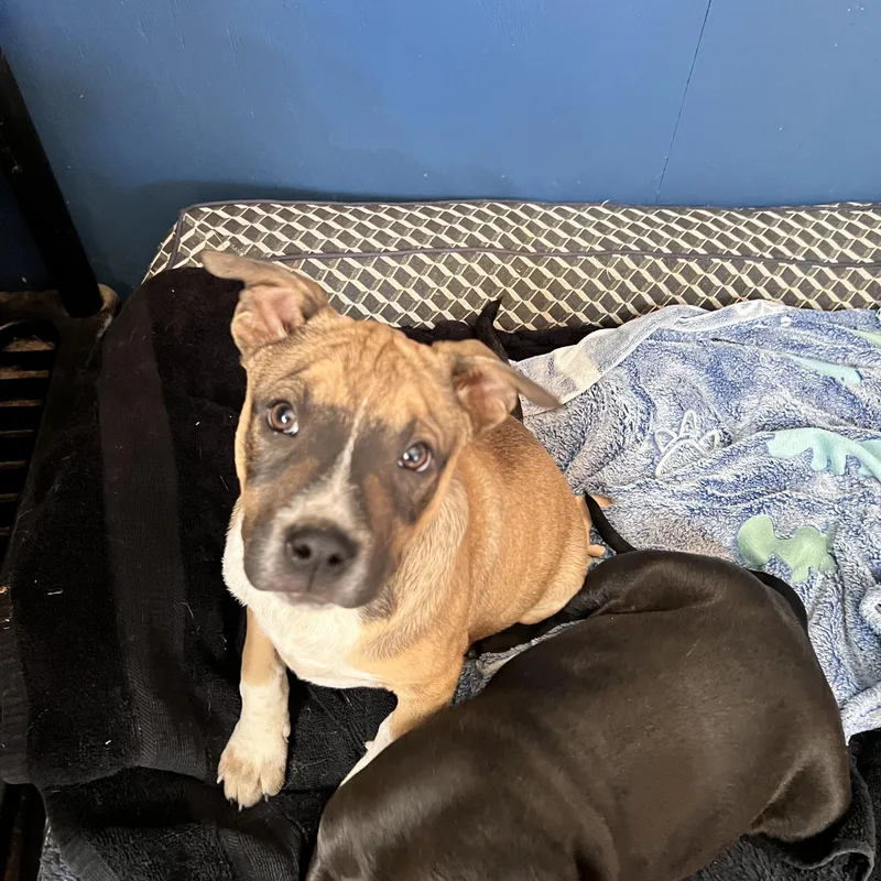 Nacho Cheese thumbnail 4