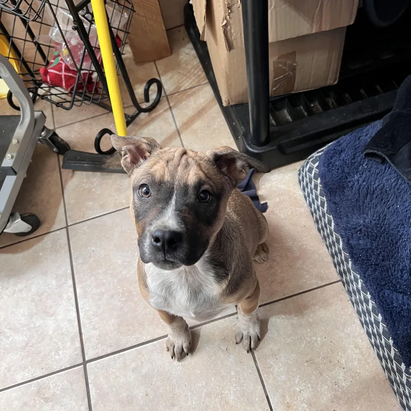 Nacho Cheese thumbnail 5