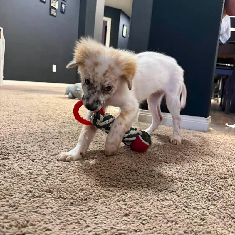 A baby large-sized female White / Cream Great Pyrenees dog named Ms. Wiggles for adoption in Mooresville, NC