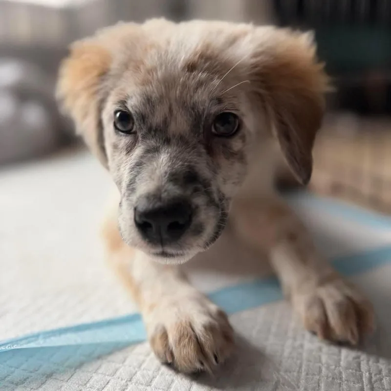 Ms. Wiggles thumbnail 2