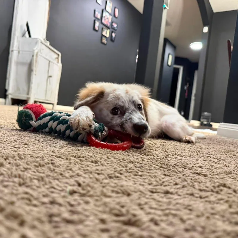 Ms. Wiggles thumbnail 4