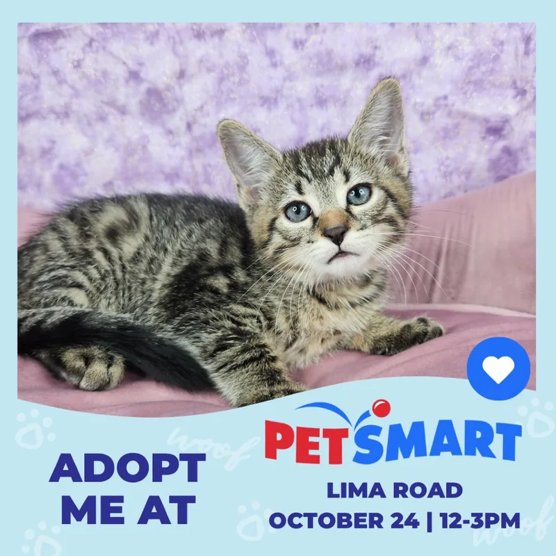A baby small-sized male Brown / Chocolate Domestic Short Hair cat named Happy for adoption in Fort Wayne, IN