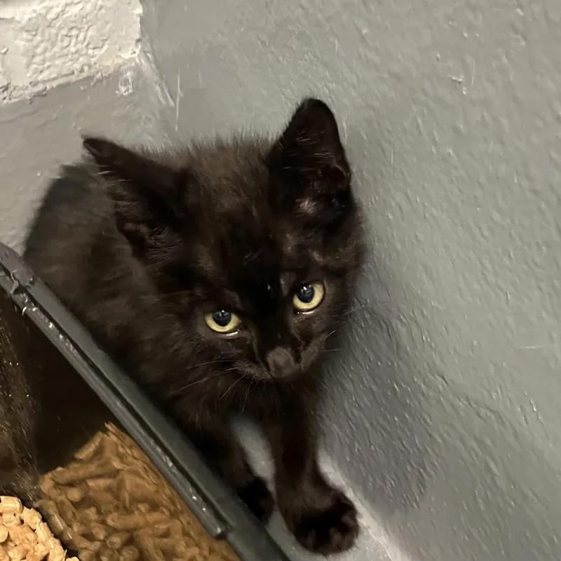 A baby small-sized male Black Domestic Short Hair cat named Val for adoption in Naples, FL