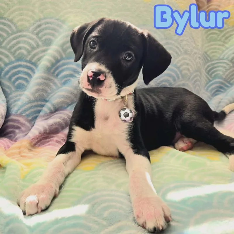Bylur Sweetest Beaglelab Puppy