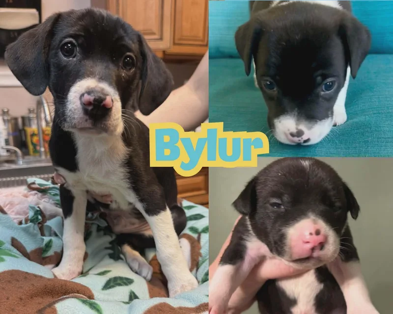 Bylur Sweetest Beaglelab Puppy thumbnail 3