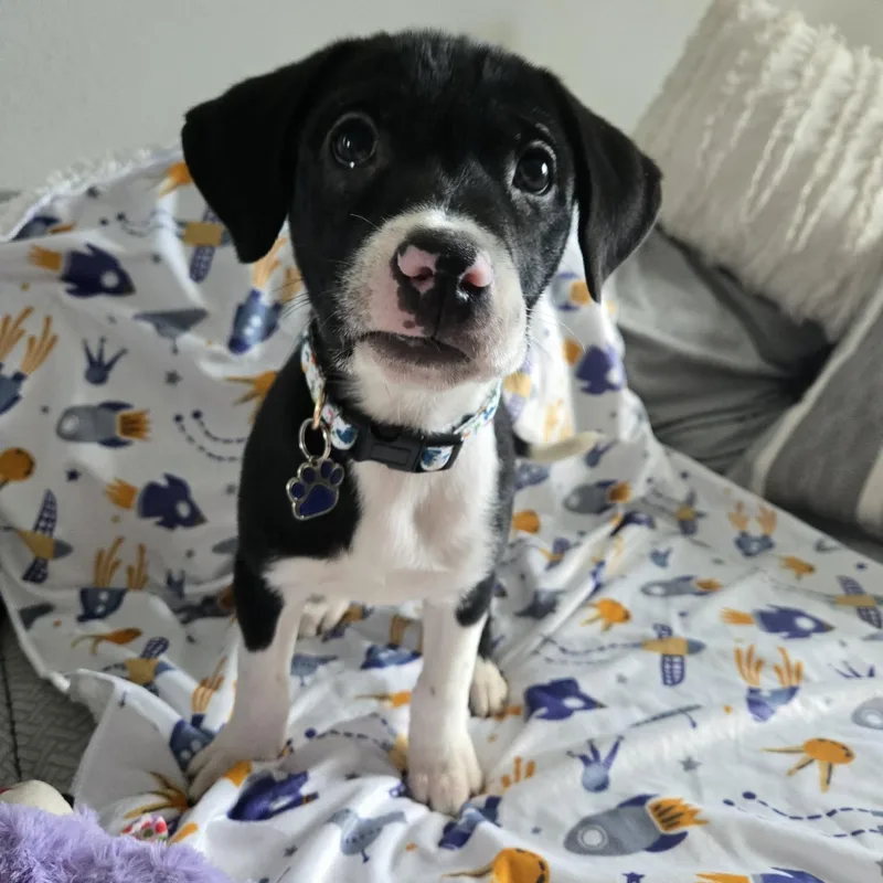 Bylur Sweetest Beaglelab Puppy thumbnail 4