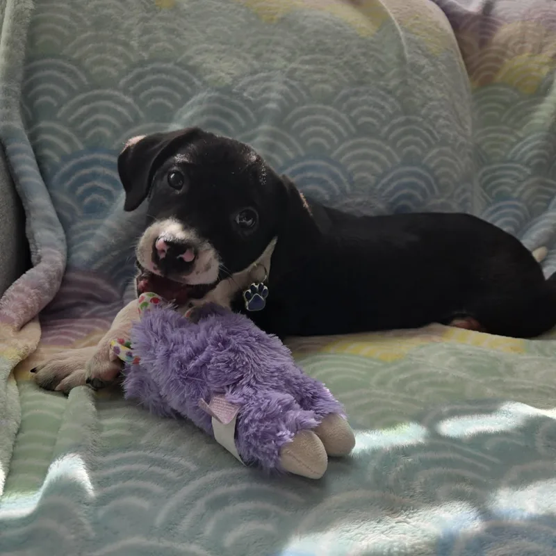 Bylur Sweetest Beaglelab Puppy thumbnail 5