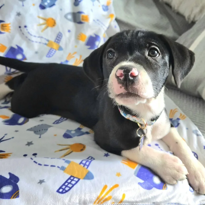 Bylur Sweetest Beaglelab Puppy thumbnail 6