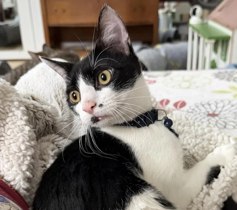 A young medium-sized male Black & White / Tuxedo Domestic Short Hair cat named Spot Light for adoption in Warren, CT