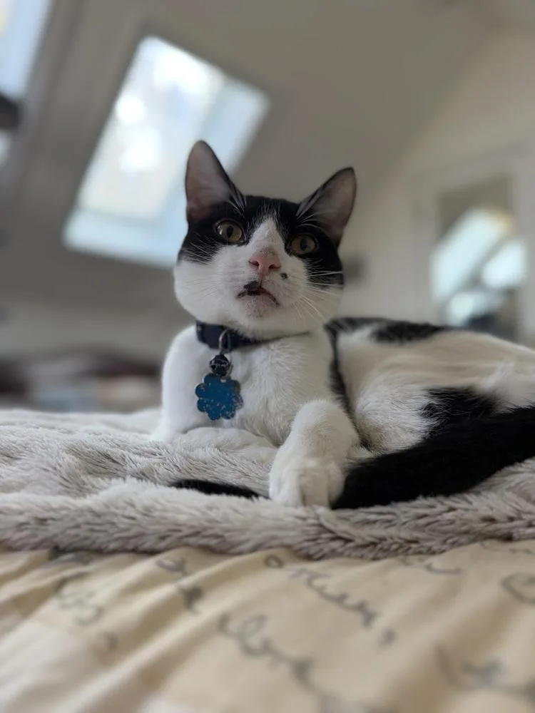 Spot Light thumbnail 2